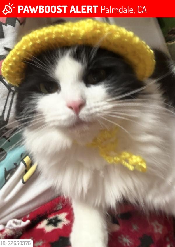 Lost Female Cat last seen Rainbow ter & Alamosa Ave, Palmdale, CA 93551