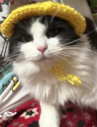 Lost Female Cat last seen Rainbow ter & Alamosa Ave, Palmdale, CA 93551