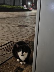 Found/Stray Unknown Cat last seen By the bins outside the library. On the side facing the student union, Greater Manchester, England M13 9NR