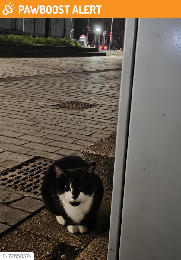 Found/Stray Unknown Cat last seen By the bins outside the library. On the side facing the student union, Greater Manchester, England M13 9NR