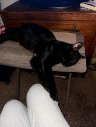 Lost Male Cat last seen Vernon street, Atlantic Street , Roseville, CA 95678