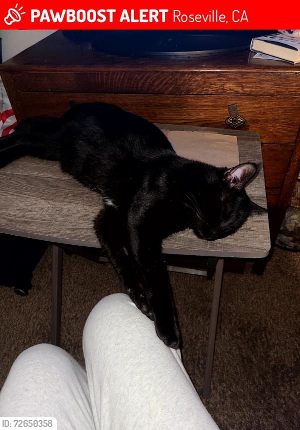 Lost Male Cat last seen Vernon street, Atlantic Street , Roseville, CA 95678