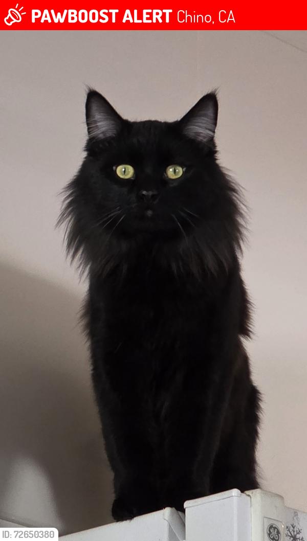 Lost Male Cat last seen Walnut Park, Chino, CA 91710