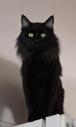 Lost Male Cat last seen Walnut Park, Chino, CA 91710