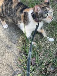 Found/Stray Unknown Cat last seen S Madison near Williams , Cincinnati, OH 45212