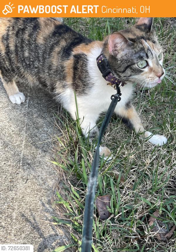 Found/Stray Unknown Cat last seen S Madison near Williams , Cincinnati, OH 45212