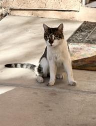 Found/Stray Unknown Cat last seen Russell and boulder. Gated community , Whitney, NV 89011