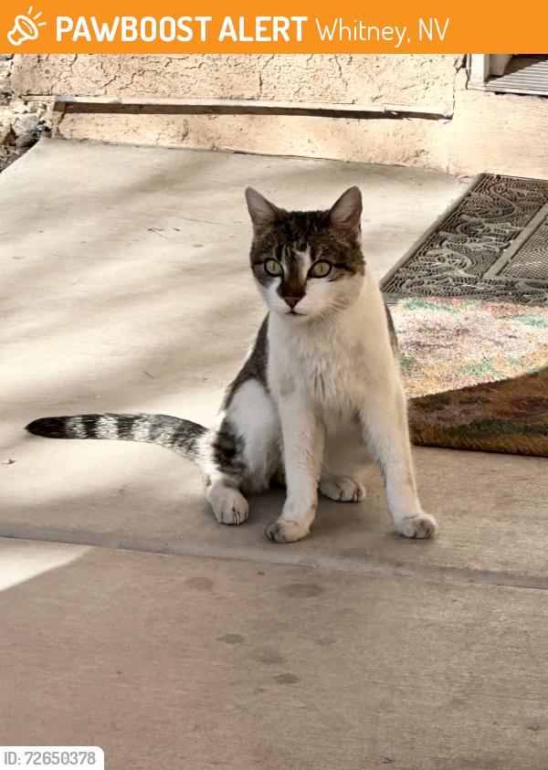 Found/Stray Unknown Cat last seen Russell and boulder. Gated community , Whitney, NV 89011