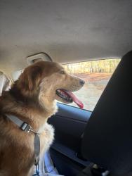 Found/Stray Male Dog last seen N/A, Greenville County, SC 29617