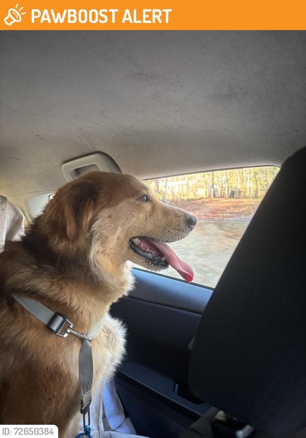 Found/Stray Male Dog last seen N/A, Greenville County, SC 29617