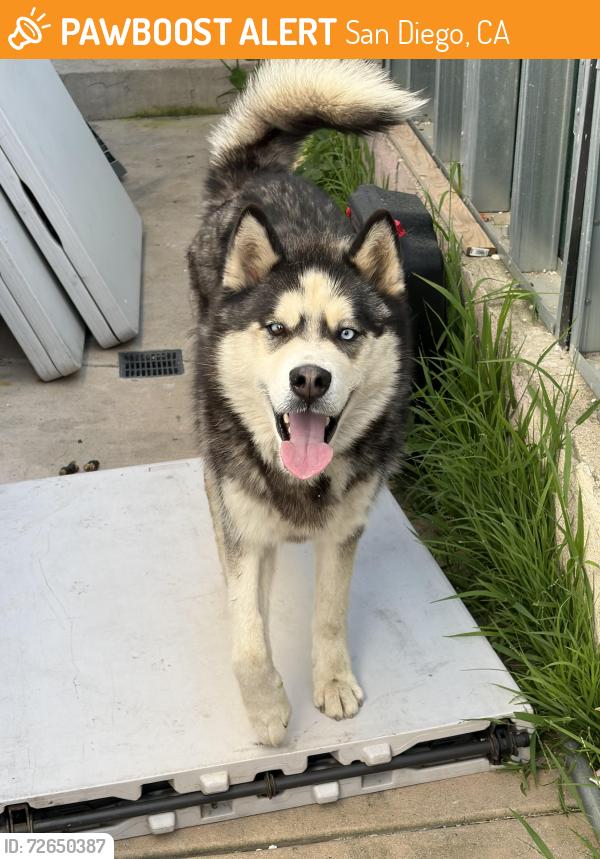 Found/Stray Male Dog last seen Near La palapa store , San Diego, CA 92139