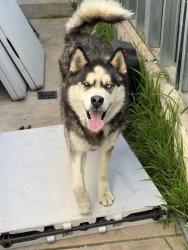 Found/Stray Male Dog last seen Near La palapa store , San Diego, CA 92139