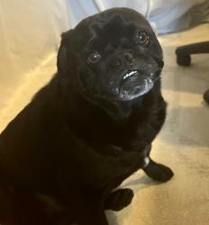 Found/Stray Male Dog last seen I-5 & 710 Merger Near Bristow Park, East Los Angeles, CA 90022