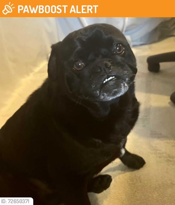 Found/Stray Male Dog last seen I-5 & 710 Merger Near Bristow Park, East Los Angeles, CA 90022