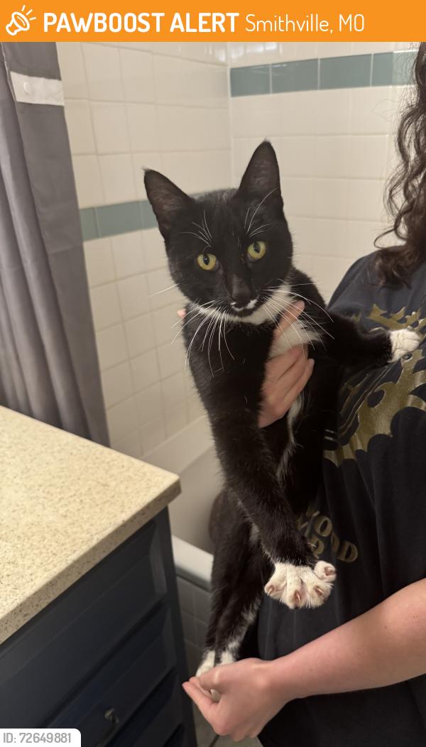 Found/Stray Male Cat last seen 144th and 169, Smithville, MO 64089