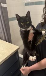 Found/Stray Male Cat last seen 144th and 169, Smithville, MO 64089