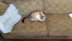 Lost Male Cat last seen Near Gloria Dr. Baton Rouge, LA, Baton Rouge, LA 70819