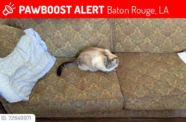 Lost Male Cat last seen Near Gloria Dr. Baton Rouge, LA, Baton Rouge, LA 70819