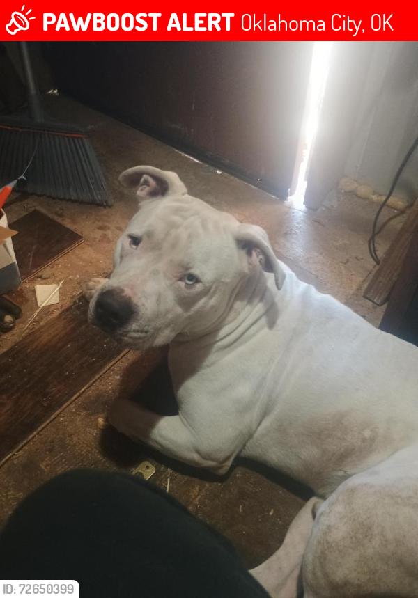 Lost Male Dog last seen Reno penn, Oklahoma City, OK 73107