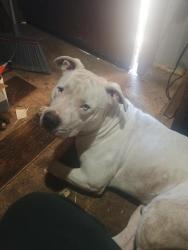 Lost Male Dog last seen Reno penn, Oklahoma City, OK 73107
