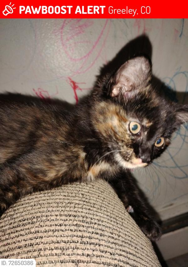 Lost Female Cat last seen Poudre Trail apmts , Greeley, CO 80631