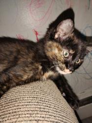 Lost Female Cat last seen Poudre Trail apmts , Greeley, CO 80631