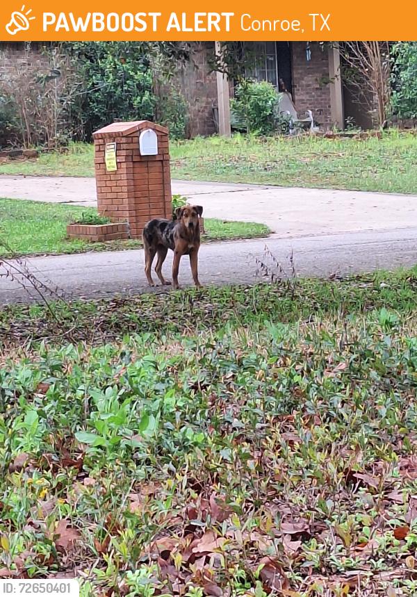 Found/Stray Female Dog last seen Needham and river rdg, Conroe, TX 77385