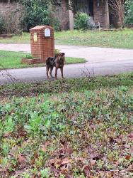Found/Stray Female Dog last seen Needham and river rdg, Conroe, TX 77385