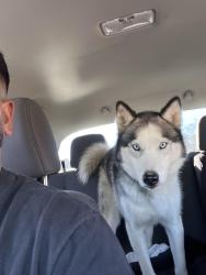 Lost Female Dog last seen Westwood Elementary School., Springdale, AR 72762