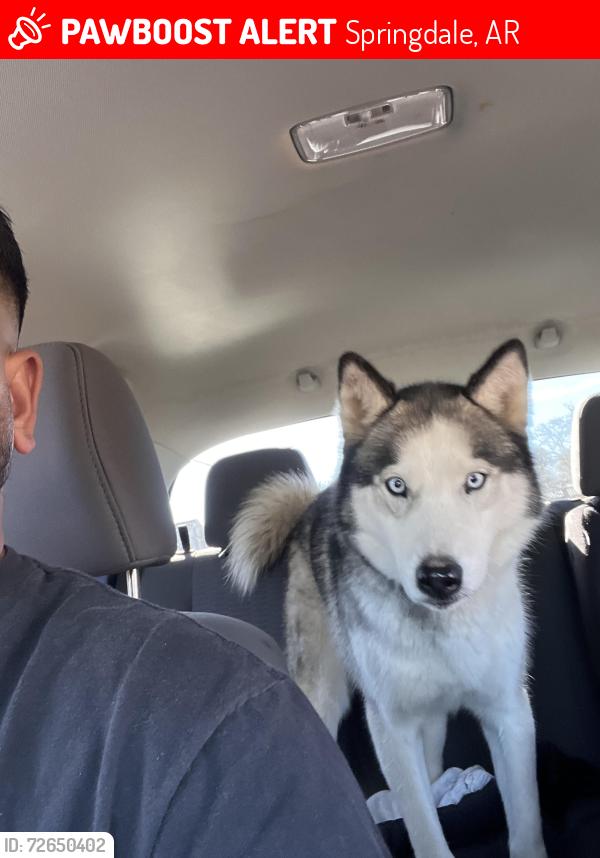 Lost Female Dog last seen Westwood Elementary School., Springdale, AR 72762