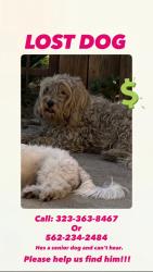 Lost Male Dog last seen 94th and Wall st , Los Angeles, CA 90003
