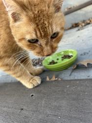 Found/Stray Male Cat last seen Sequoia Ln off Seminole , Green Bay, WI 54313