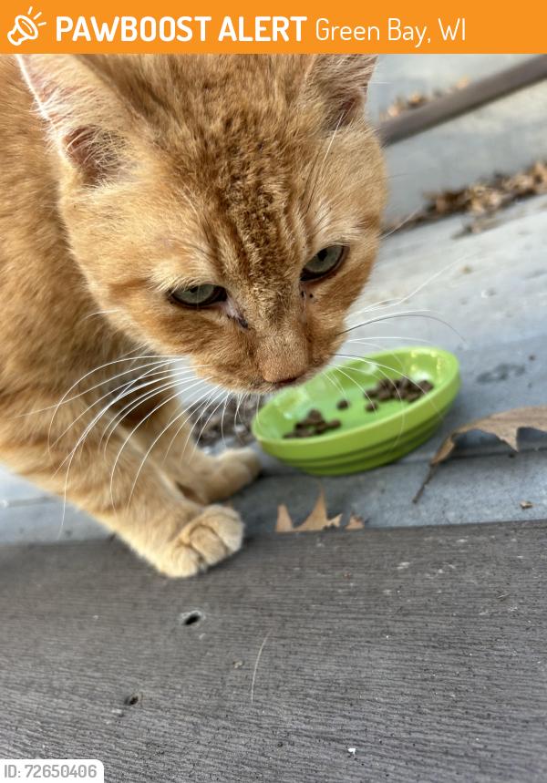 Found/Stray Male Cat last seen Sequoia Ln off Seminole , Green Bay, WI 54313