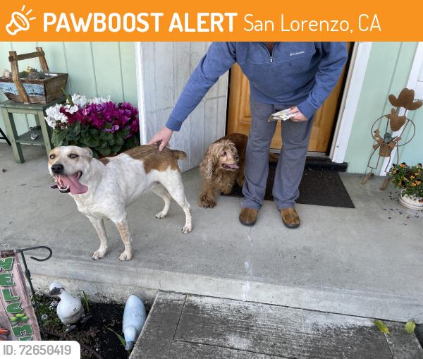 Found/Stray Unknown Dog last seen Via Buena Vist, San Lorenzo, CA 94580