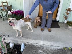 Found/Stray Unknown Dog last seen Via Buena Vist, San Lorenzo, CA 94580