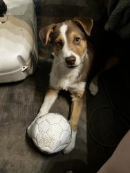Found/Stray Male Dog last seen Rubidoux Blvd, 26th St. , Riverside, CA 92501