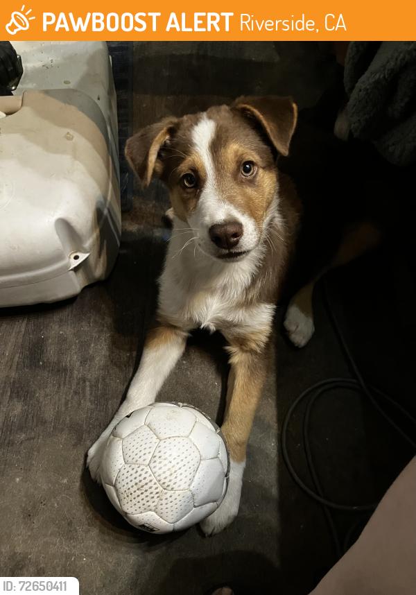 Found/Stray Male Dog last seen Rubidoux Blvd, 26th St. , Riverside, CA 92501