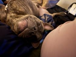 Lost Male Dog last seen Near , Spring Valley, CA 91977