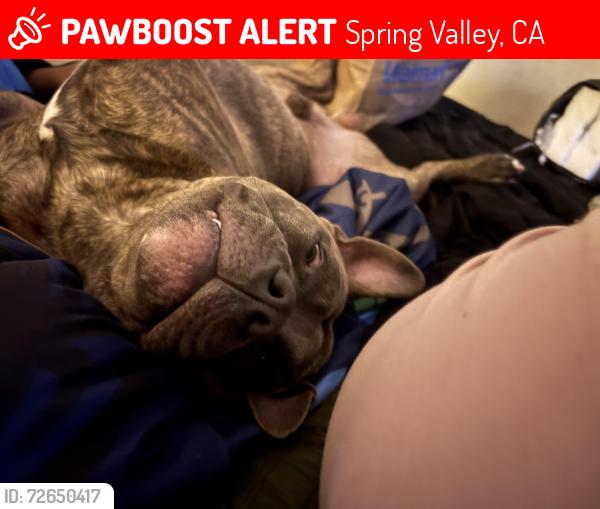 Lost Male Dog last seen Near , Spring Valley, CA 91977