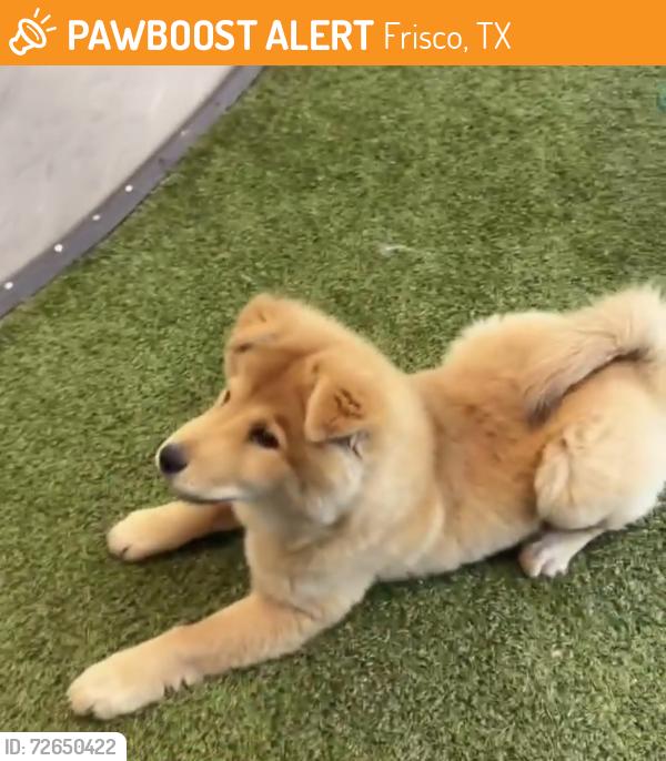 Found/Stray Male Dog last seen Near Preston rd , Frisco, TX 75033