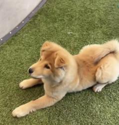 Found/Stray Male Dog last seen Near Preston rd , Frisco, TX 75033