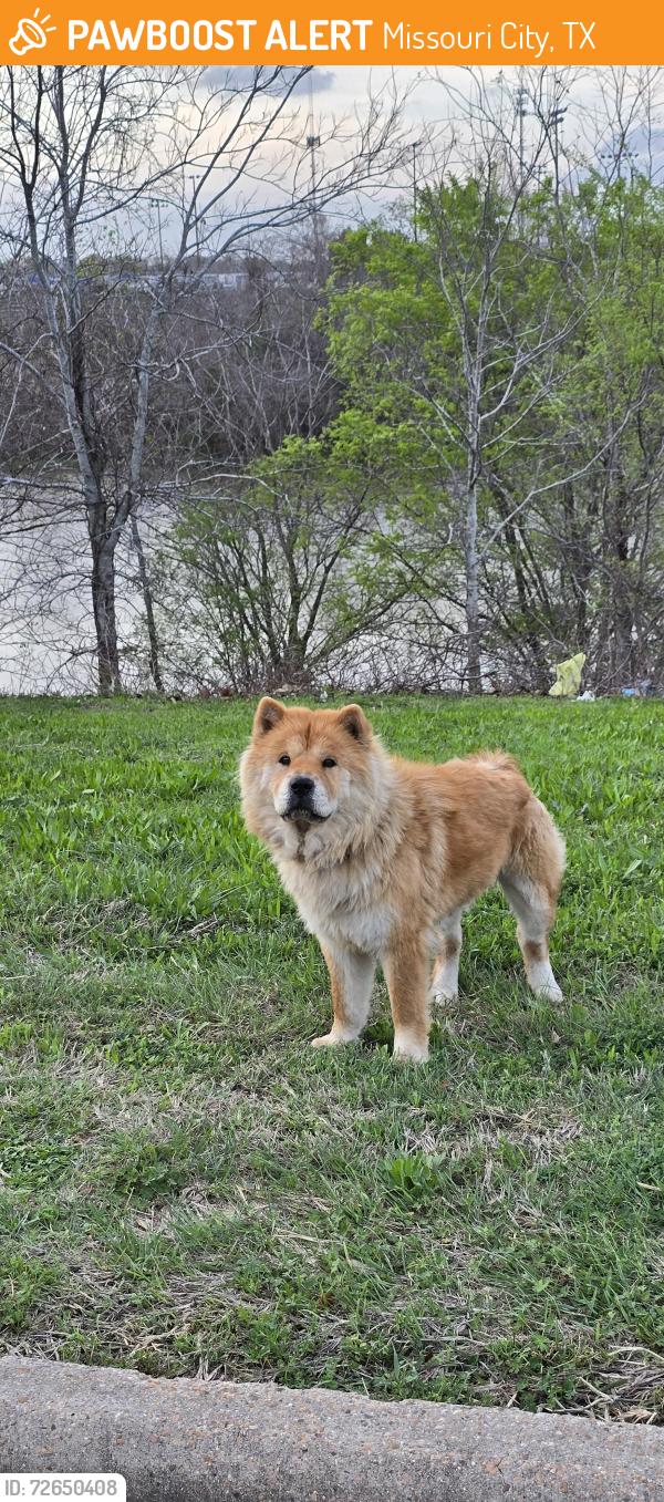 Found/Stray Female Dog last seen In front of independence park, Missouri City, TX 77489