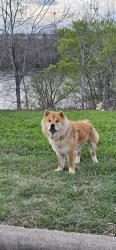 Found/Stray Female Dog last seen In front of independence park, Missouri City, TX 77489