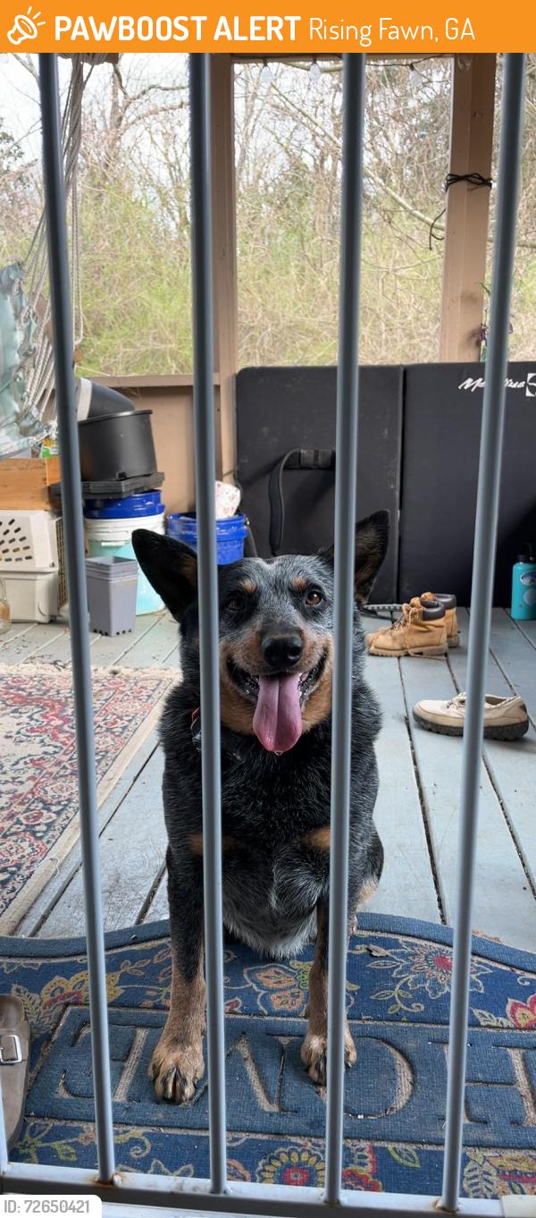 Found/Stray Male Dog last seen Nick a jack road, Rising Fawn, GA 30738