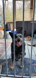 Found/Stray Male Dog last seen Nick a jack road, Rising Fawn, GA 30738