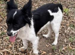 Found/Stray Female Dog last seen Elmira Ave McAllen Texas 78501, McAllen, TX 78503