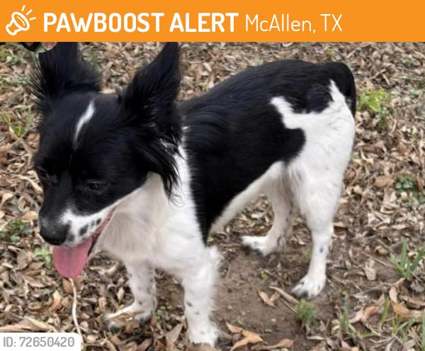 Found/Stray Female Dog last seen Elmira Ave McAllen Texas 78501, McAllen, TX 78503
