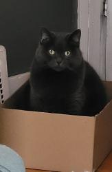 Lost Female Cat last seen Fifth Avenue & Des Meurons, Winnipeg, MB R2M