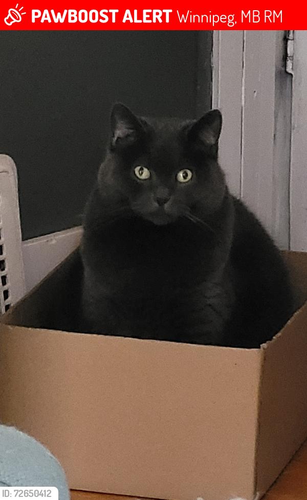 Lost Female Cat last seen Fifth Avenue & Des Meurons, Winnipeg, MB R2M
