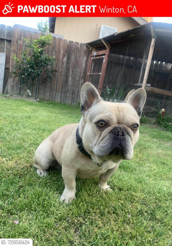 Lost Male Dog last seen Near Nicholas Place, Winton, CA 95388